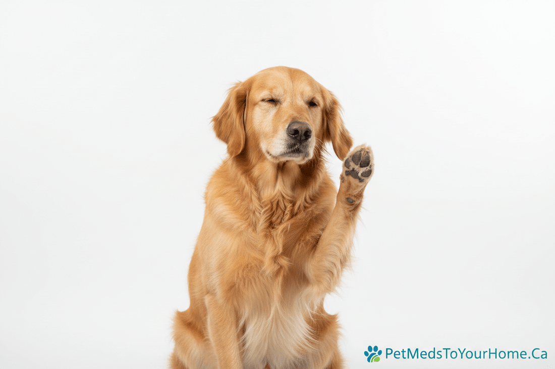 Skin Allergies & Atopic Dermatitis in Dogs: Causes, Symptoms & Treatment Options - PetMedsToYourHome