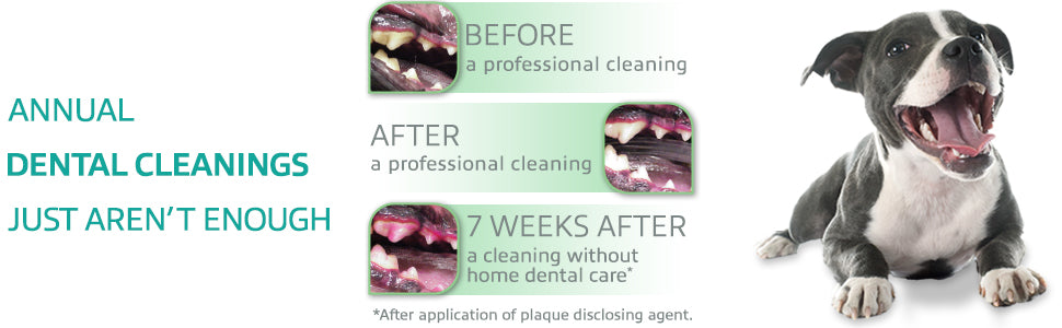 Dog with dental care before, after, and 7 weeks after cleaning, emphasizing the importance of professional dental cleanings.