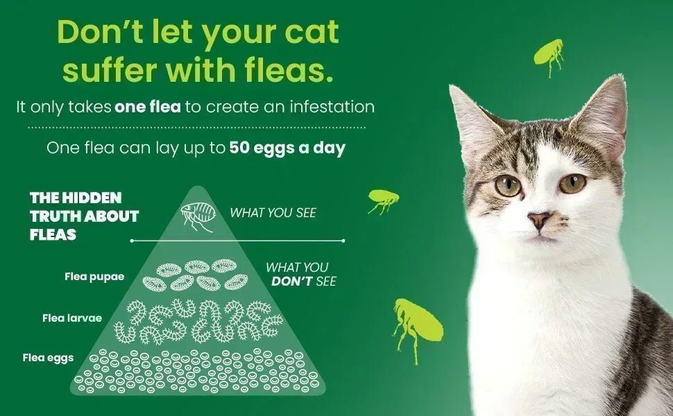 Advantage II Flea Protection for Large Cats weighing over 4 kg (over 9 lbs.) - 4 Month Supply! - Pet Medications | PetMedsToYourHome Canada